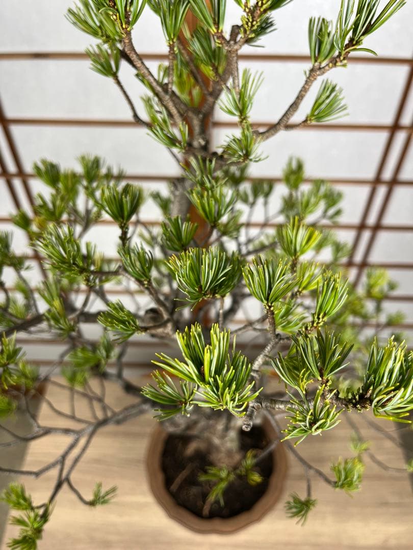 那須五葉松】 瑞祥(ずいしょう) 盆栽 素材