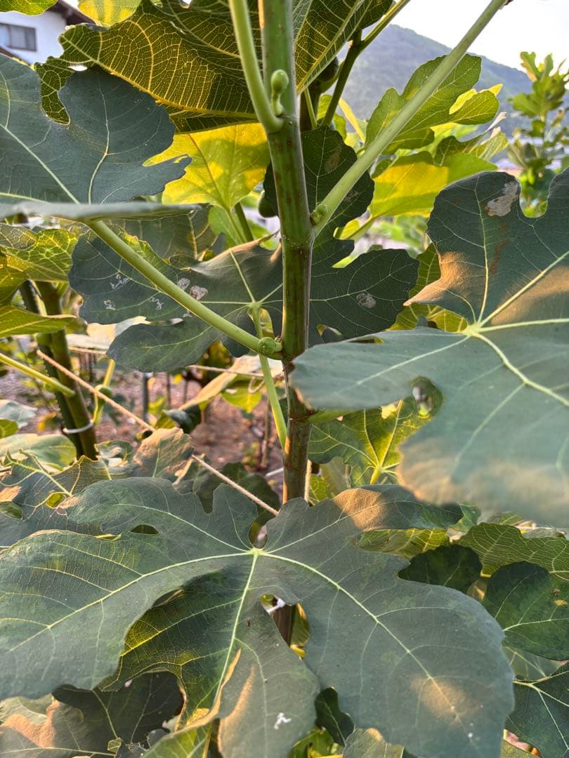 激ヤバ変態いらっしゃい Campaniere Mutant イチジク 穂木 苗 - メルカリ