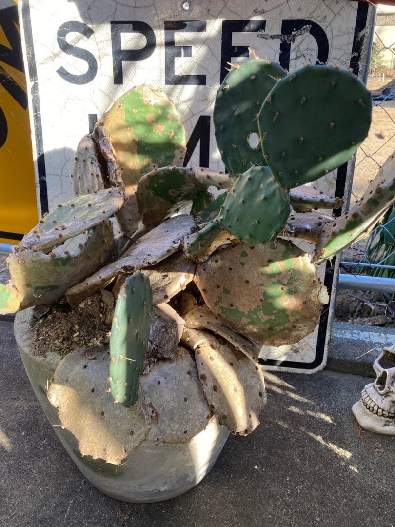 耐寒性オプンチア木質古株コンクリ鉢植えサボテン南国オブジェ　アメリカン　ガレージ 園芸ネット本店｜オプンチア：ランセオラータ綴化 青海波 3号鉢植え の