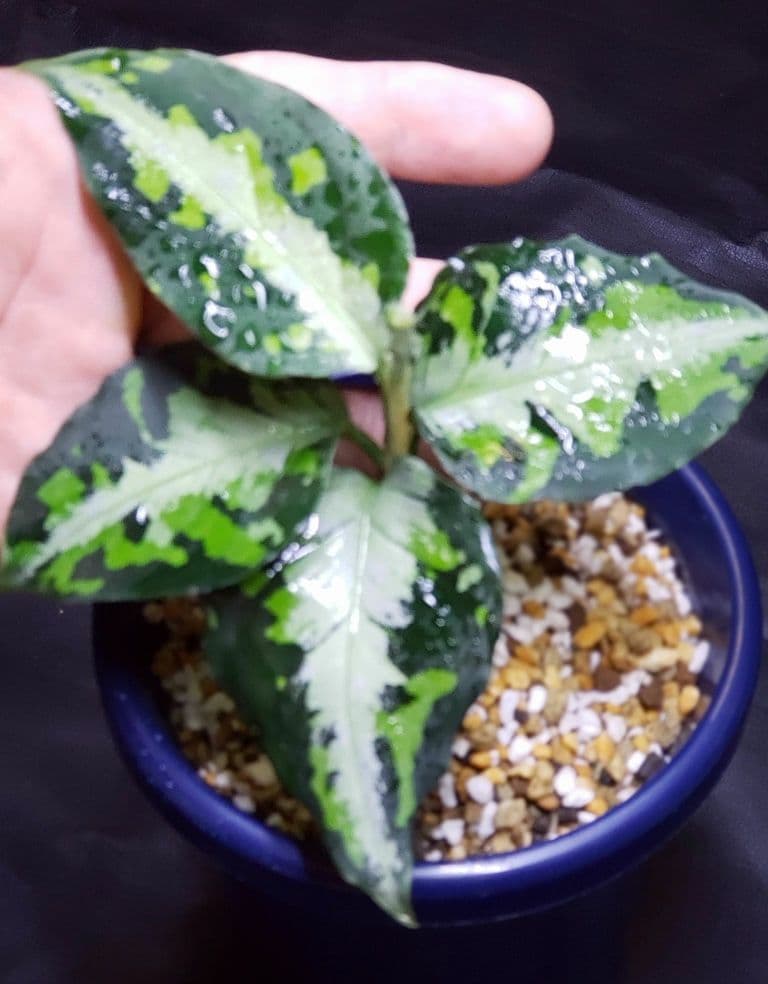 Aglaonema pictum kyoto-sakura.com