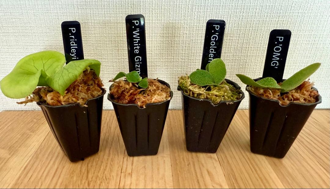 ビカクシダ セット 金童 OMG ホワイトギズモ リドレイ