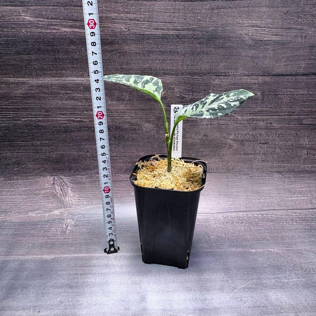 アグラオネマ ピクタム(MB-2022/AJML/NXG01) 小