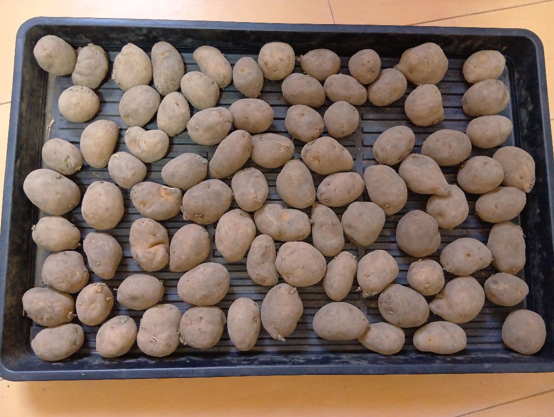 6kg m33 インカのめざめ 種芋 楽天市場】【送料無料】じゃがいもの種芋 品種：インカのめざめ 野菜