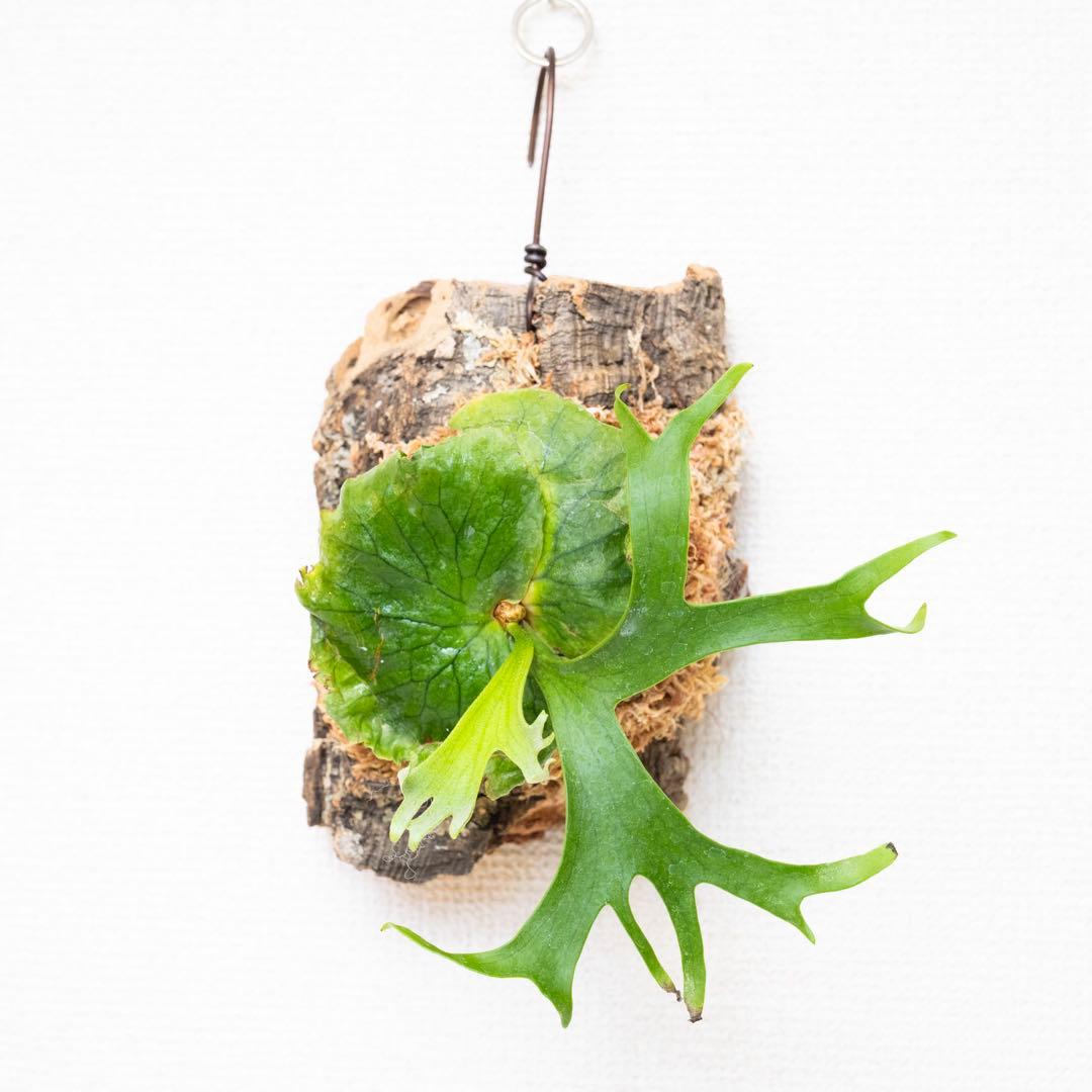 メルカリ便】ビカクシダ コロナリウム(フィリピネス) コルク付け4