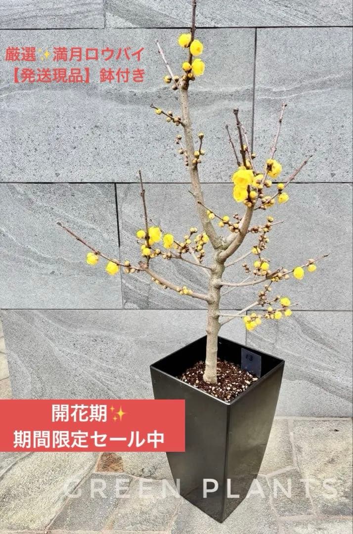 蝋梅 苗 接木5年生 満月 大苗 鉢植え【ロウバイ】開花開始 最終・開花後半の為大特価✨蝋梅ロウバイ「満月」接木5年 大苗 来年用