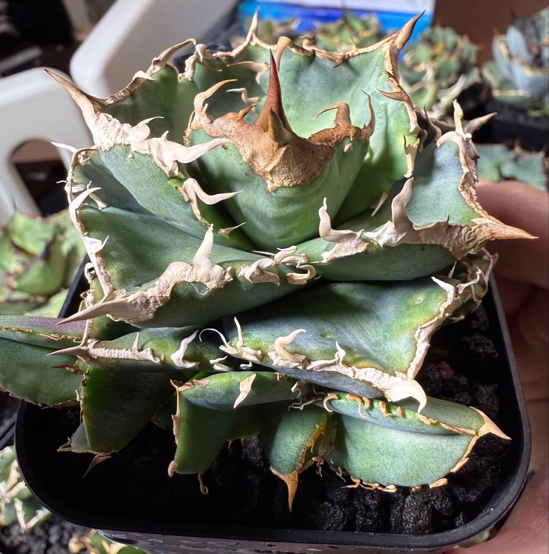 アガベ チタノタ cj9 子株① 発根済み 清櫻 清桜 - メルカリ