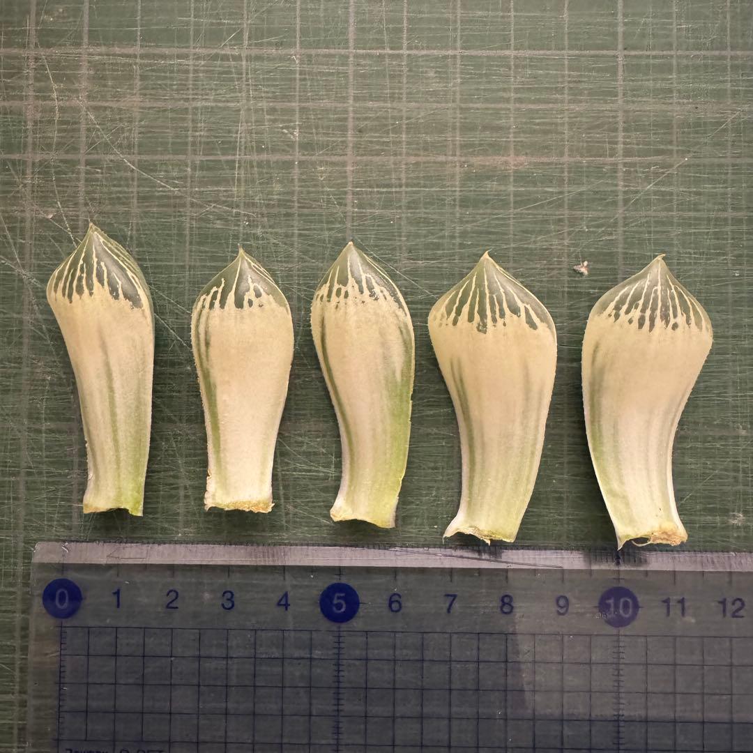 白蛇伝　葉挿し③ ハオルチア 白蛇伝を育てます！！！購入時の注意点や育て方紹介 | Dミックスの