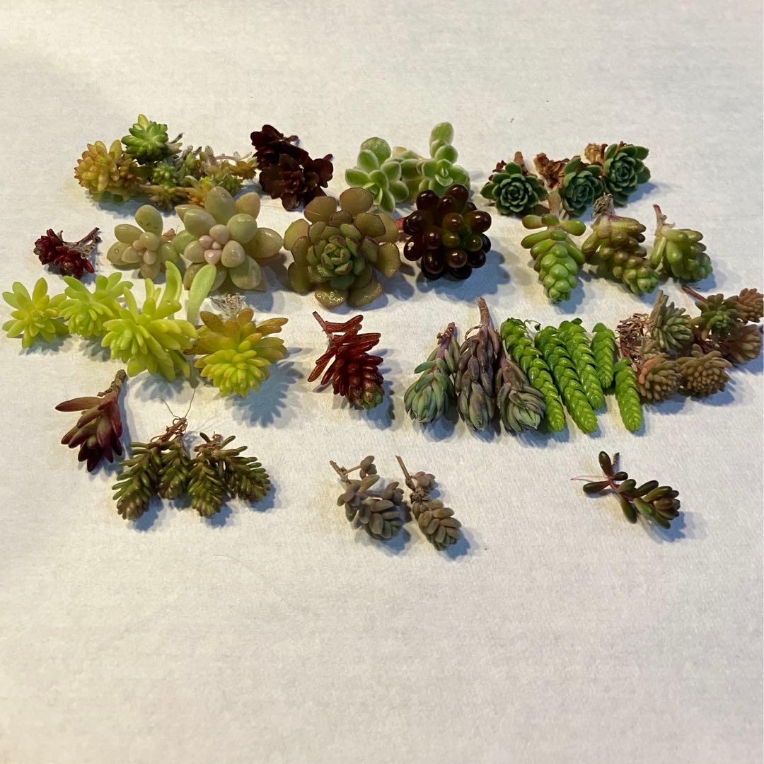 エリコさま専用 コンパクトエリザベスカラー エリコSS – HARIO NETSHOP