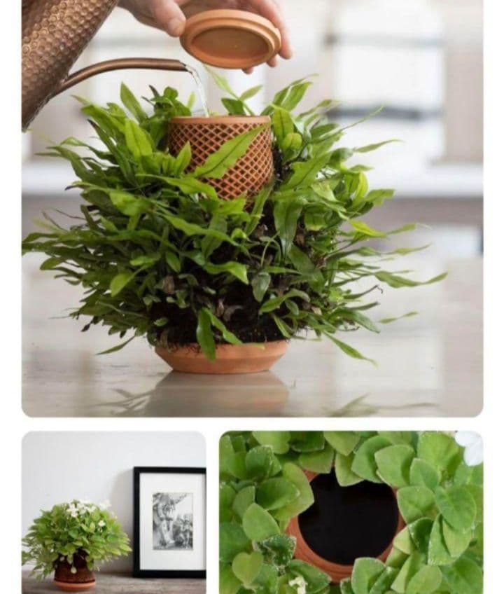 【正規品】tevaplanter 新品未開封