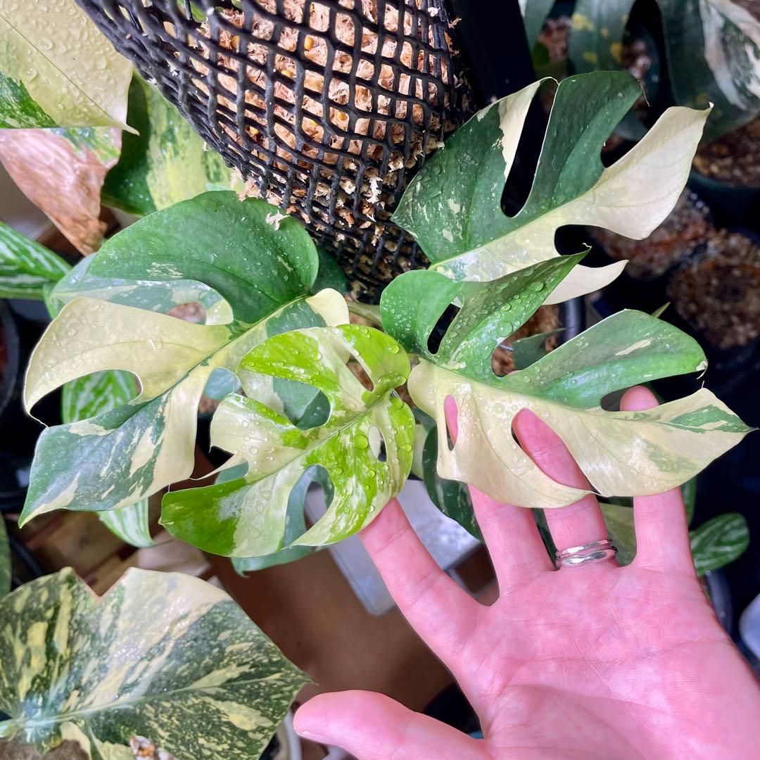 ラフィドフォラ テトラスペルマ ヒメモンステラ 斑入り not パラゴン