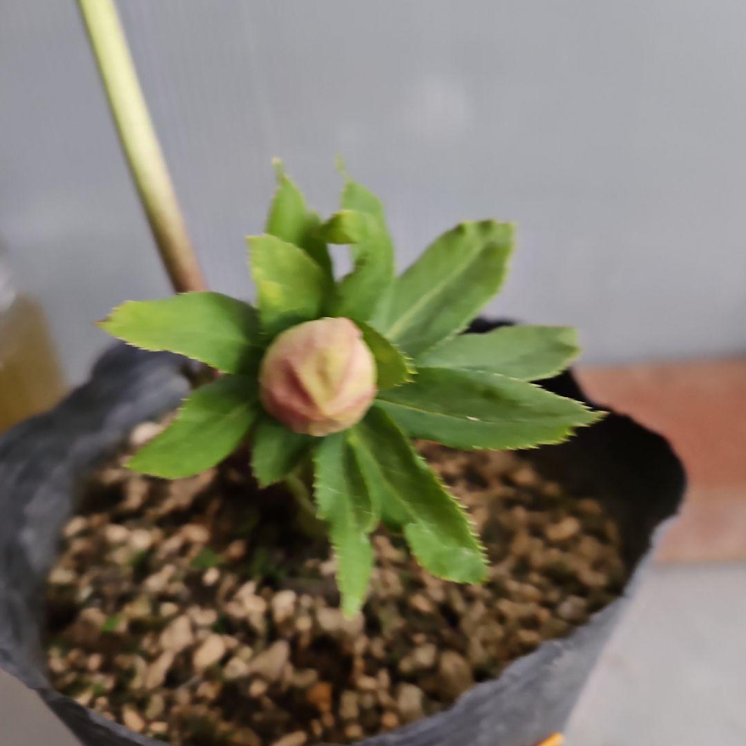 夕映え様ご購入苗㉖-207㉖-244クリスマスローズ 夕映え様ご購入苗㉖