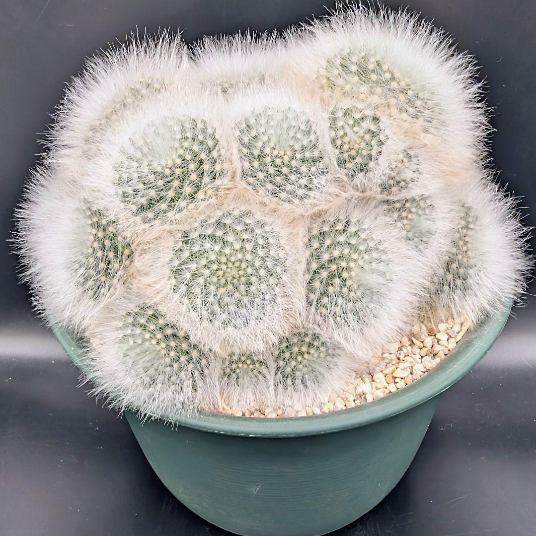 み*ん様 マミラリア 薫晃殿 大株 国内実生 鉢植え メルカリ便送料込み マミラリア 薫晃殿の育て方