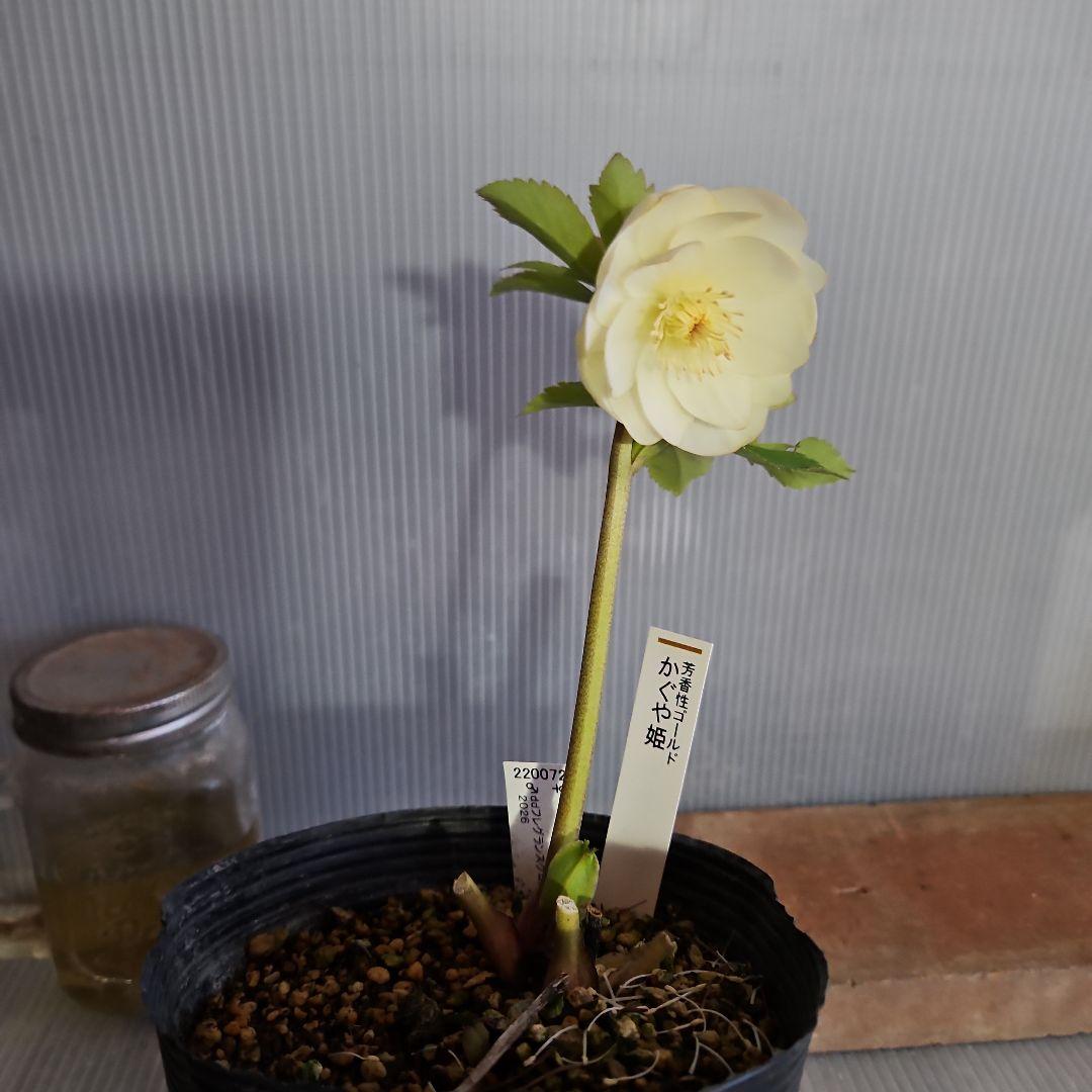 ペコ様ご購入苗㉖-75クリスマスローズ