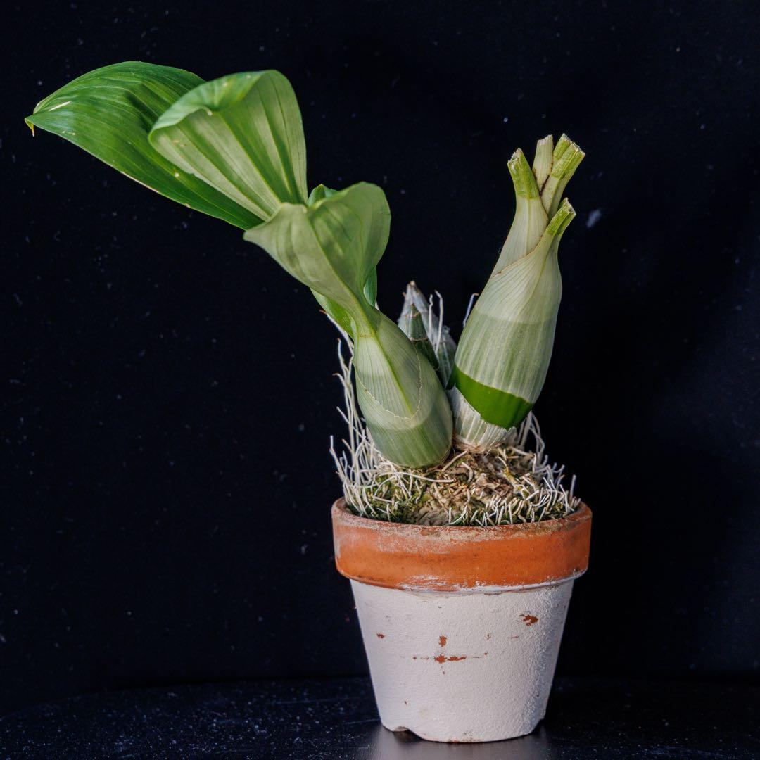 SVO 実生 グリーン系 タケノコ蘭 カタセタム Clowesetum