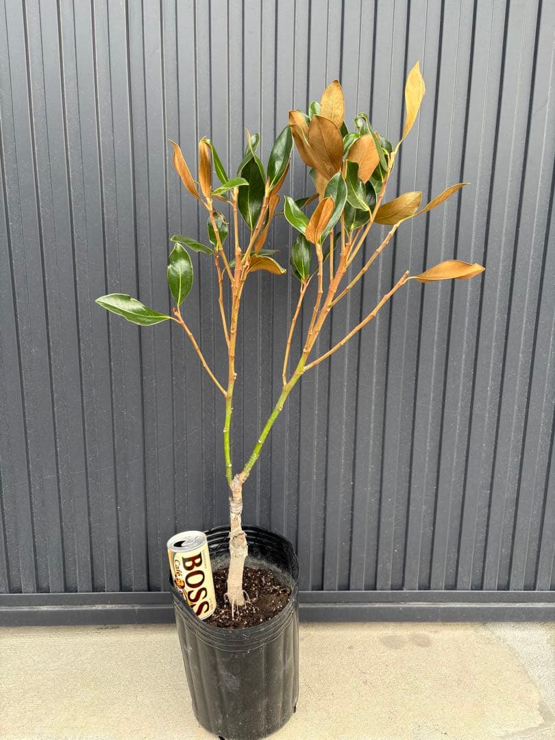 ◆タイサンボク　リトルジェム◆接木◆シンボルツリー◆ タイサンボク リトルジェムの特徴・実用例・通販 – Seeding