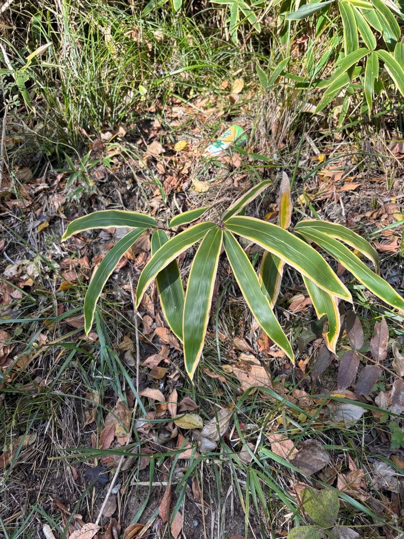 熊笹 クマザサ 450枚 門松