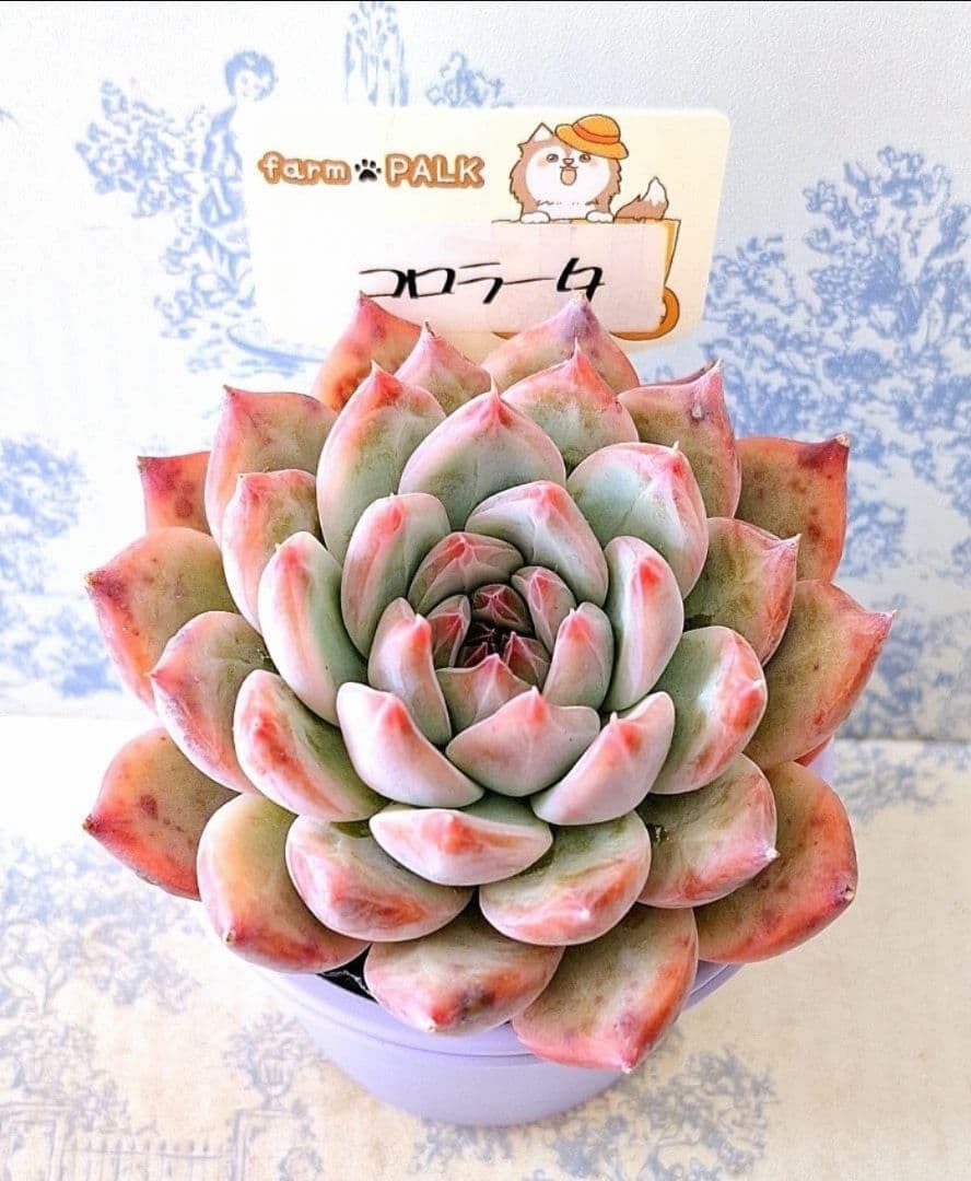 特選コロラータ札付きポットごとメルカリ便ファームパルクさん苗