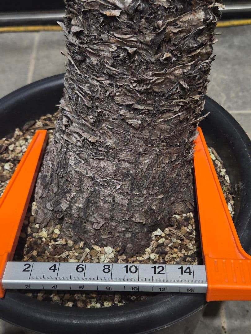 専用出品 セットリピ割 ユッカ フィリフェラ (あ) 曲がり株