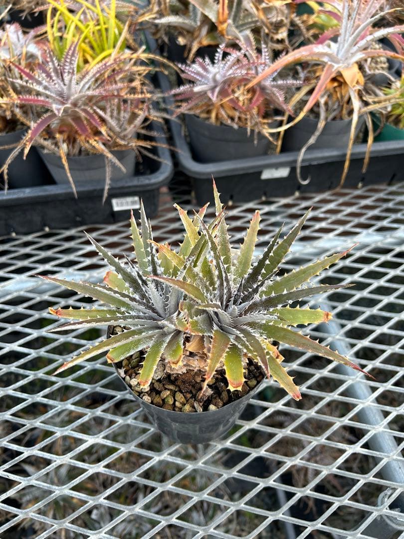 DBディッキア Dyckia Bill Baker hybrid #222 ⑴ - メルカリ