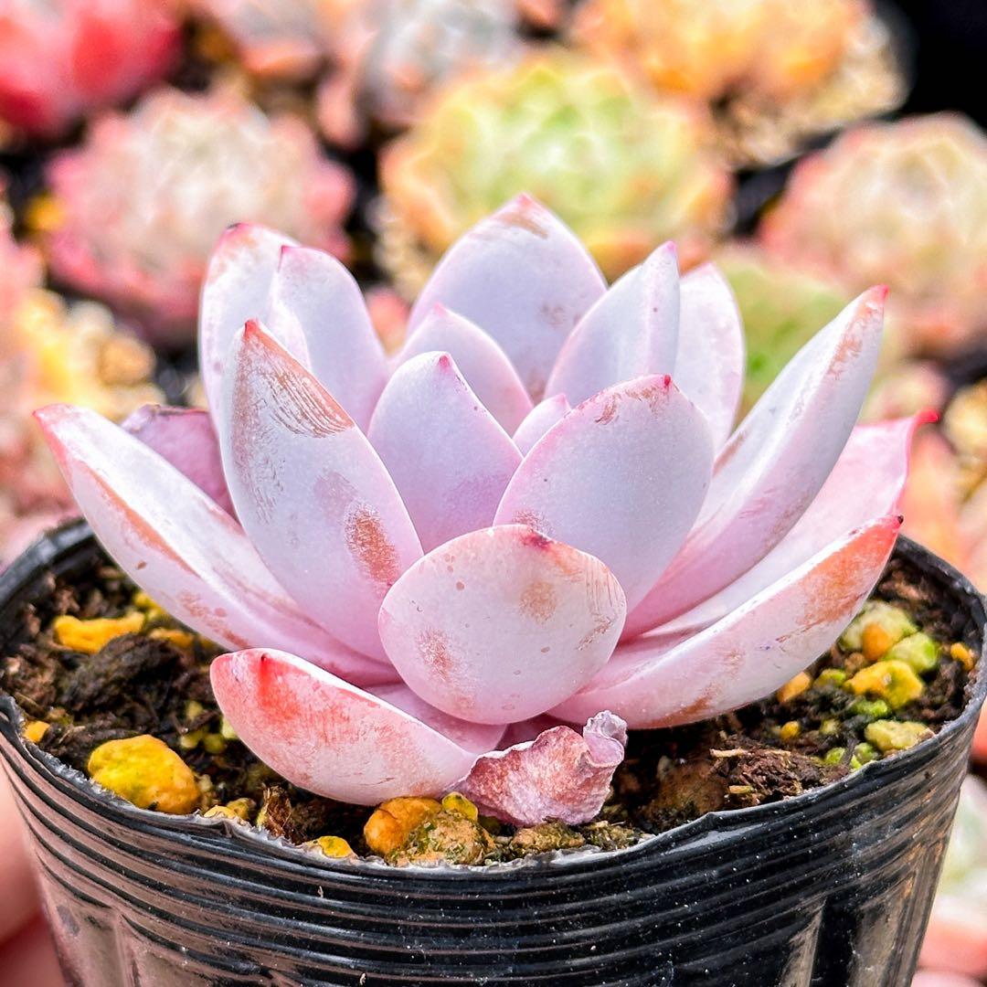 大人気 多肉植物 エケベリア ホワイトロータス 大株 超美苗 レア種