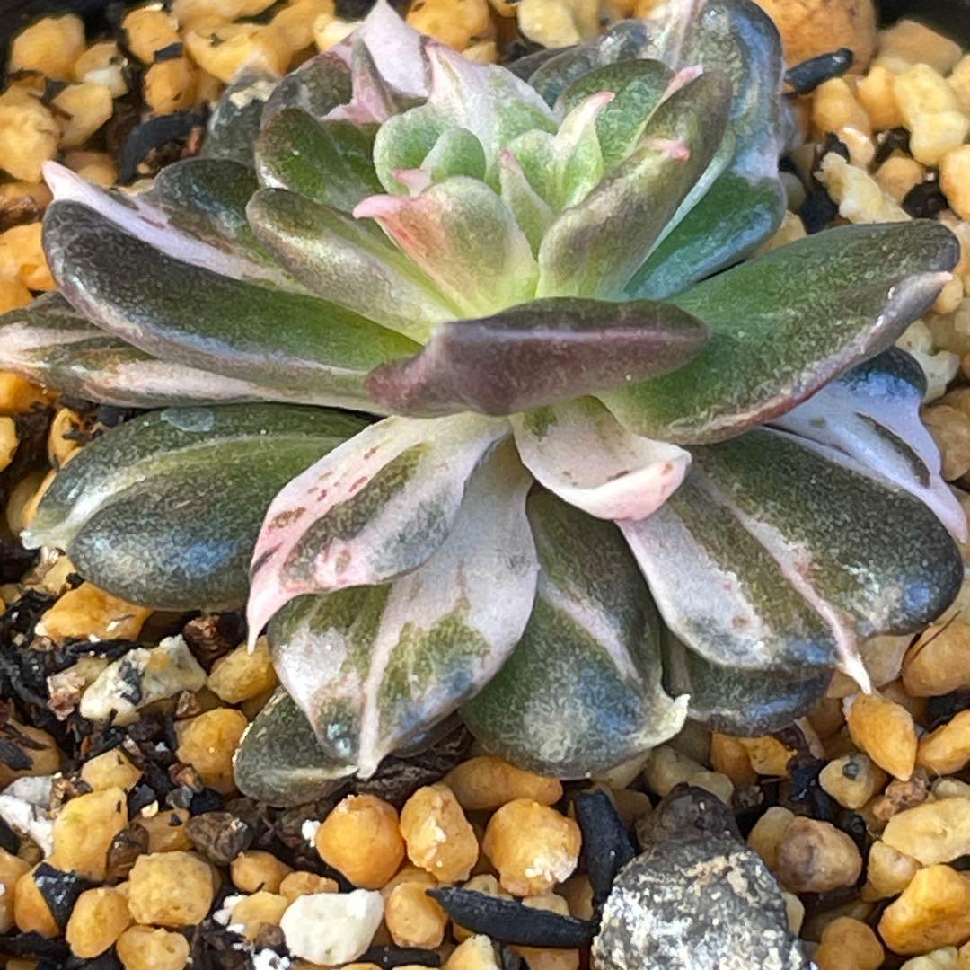 専用！ 高級品種 稀少 インドネシア多肉 プリンス錦3点セット 速達代付