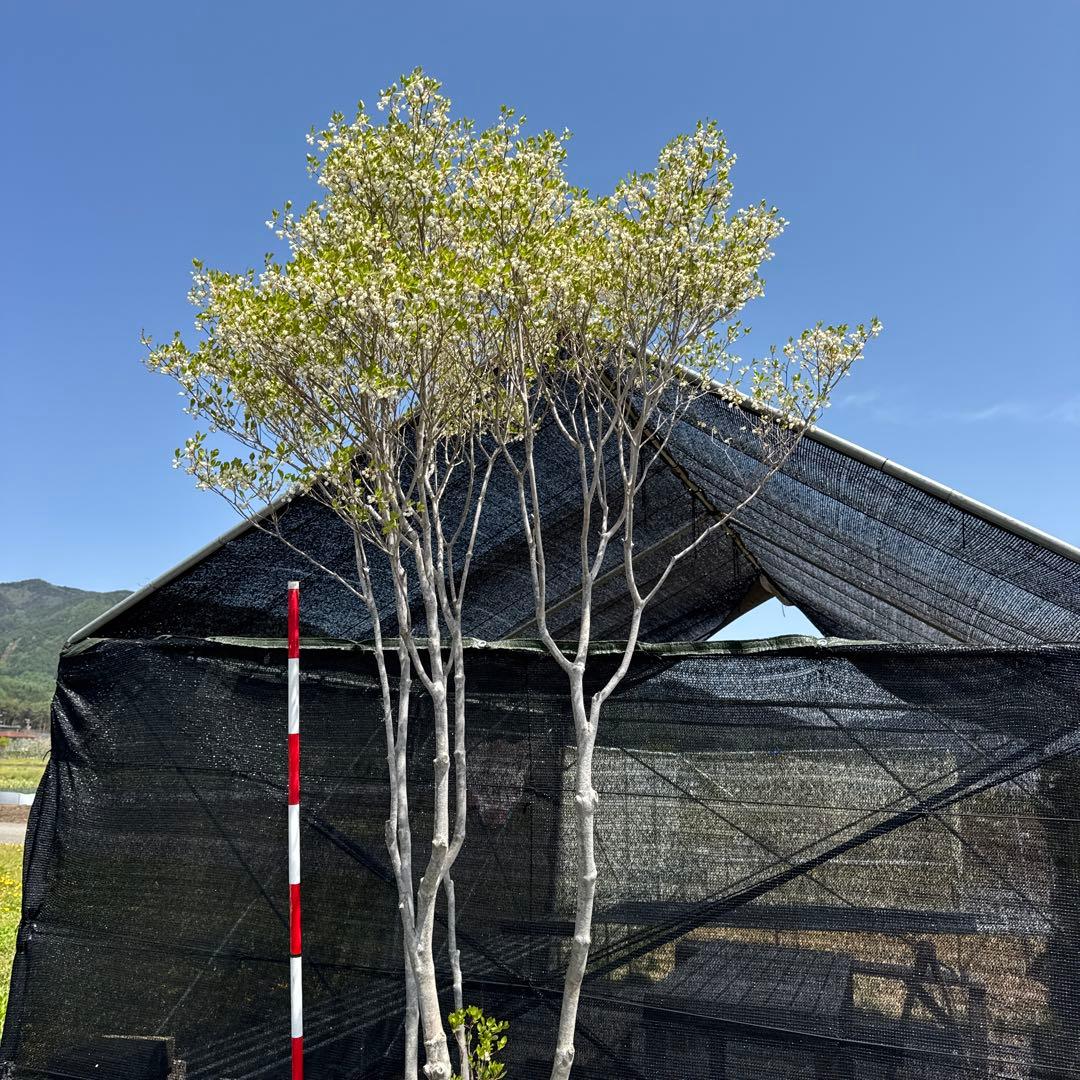 《お引き取り/本州配送可》特大極上株/ドウダンツツジ【現品限り】2