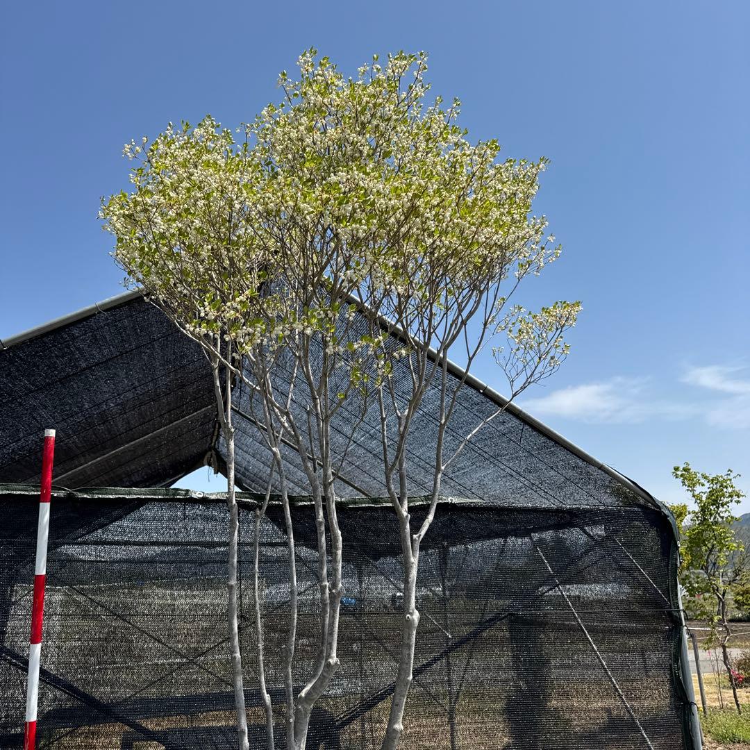 《お引き取り/本州配送可》特大極上株/ドウダンツツジ【現品限り】2