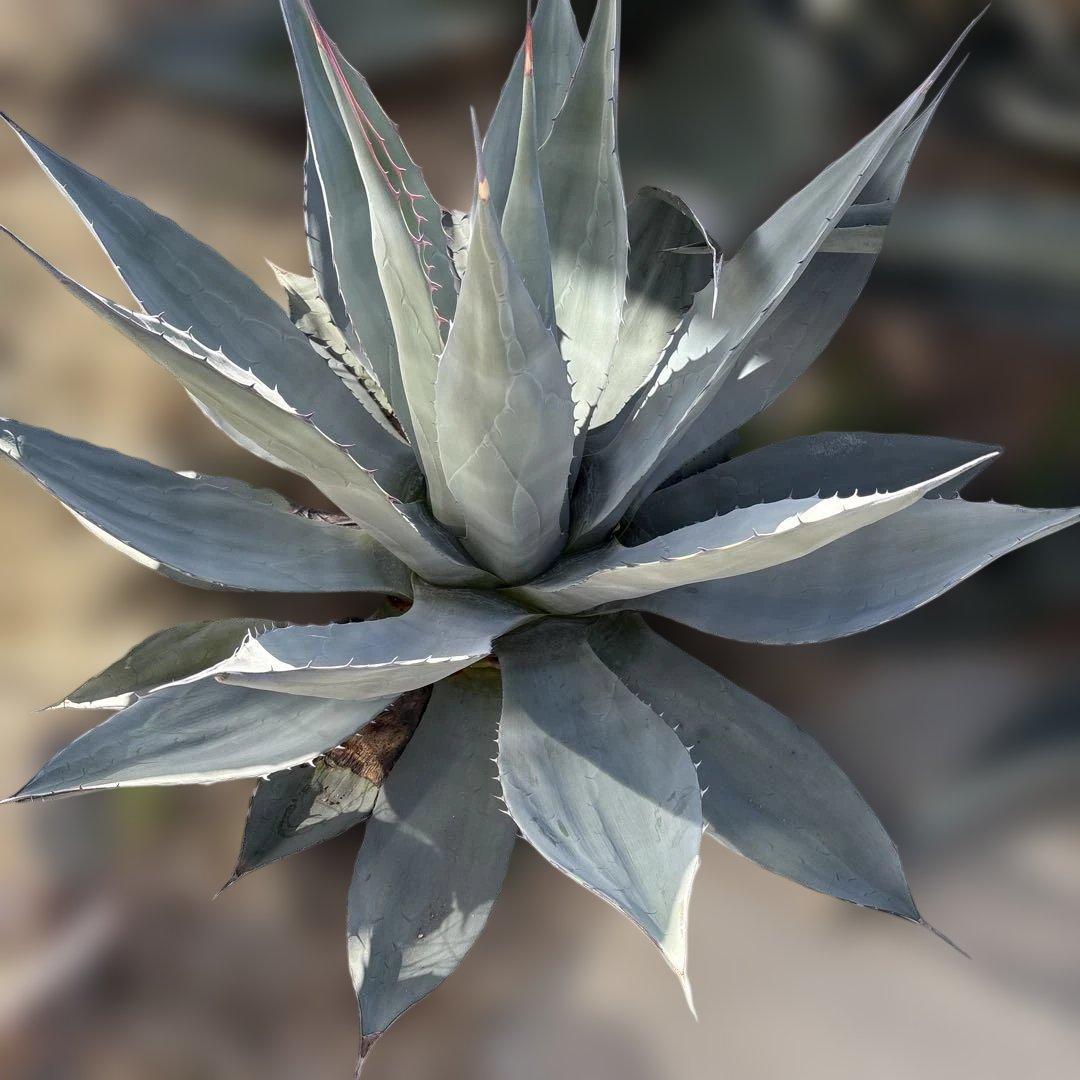 パリー ハイブリッド 大株 70cm以上