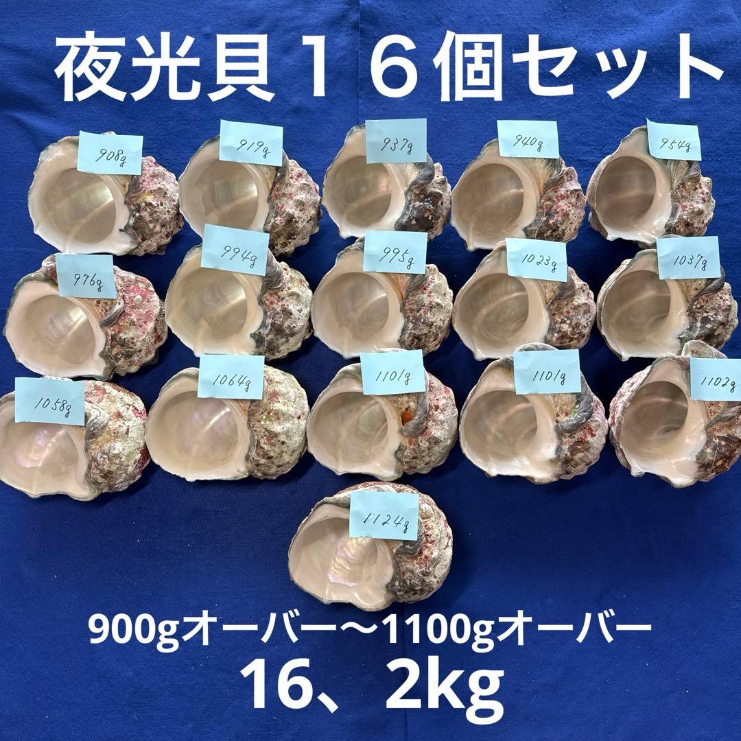 夜光貝 ヤコウ貝 まとめ売り 16個 16、2kg アクセサリー ルアー - メルカリ