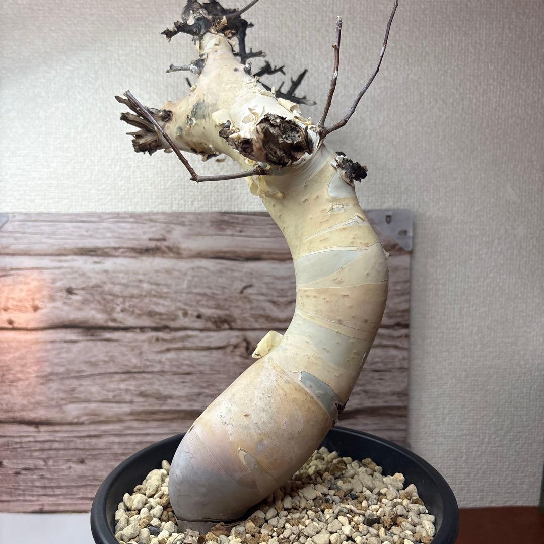 塊根植物 コミフォラ カタフ ピュア 美株 - メルカリ