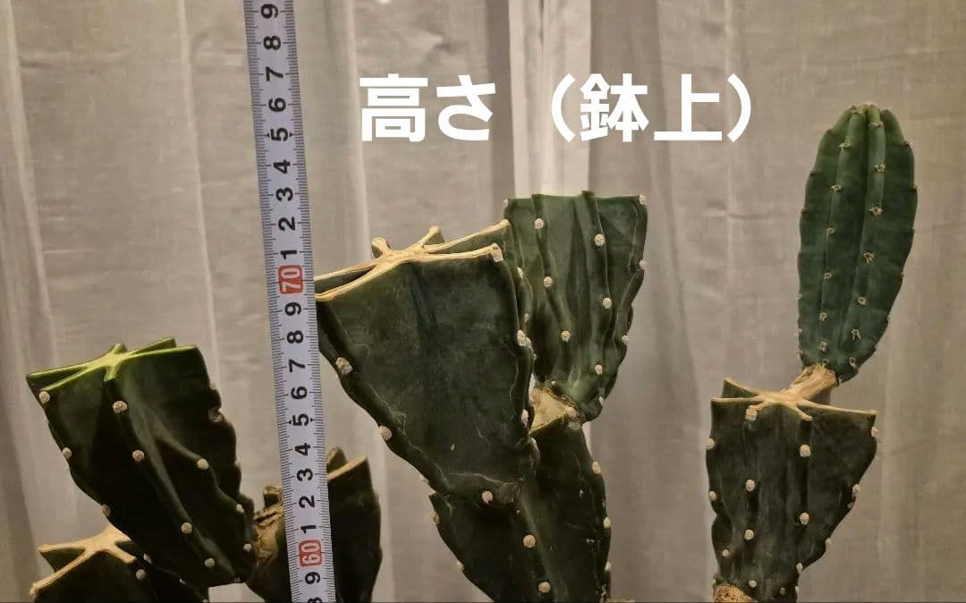 柱サボテン ブランチ 古木仕立て ハシラサボテン 鬼面角 キメンカク 10