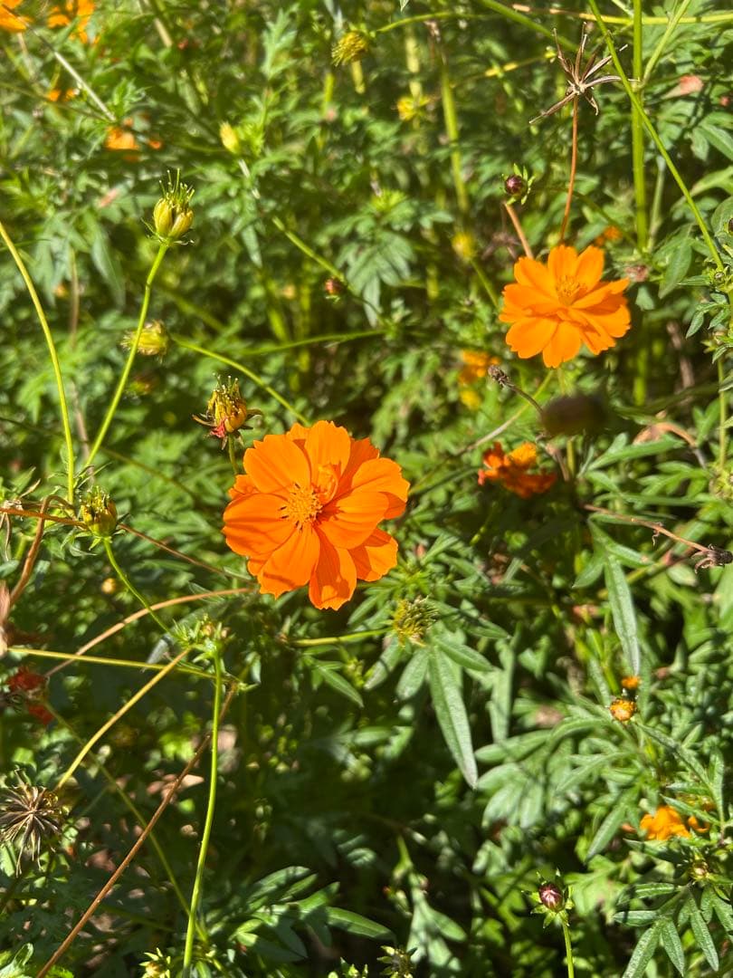 キバナコスモス 50000粒以上 | 激安通販のイーサプライ