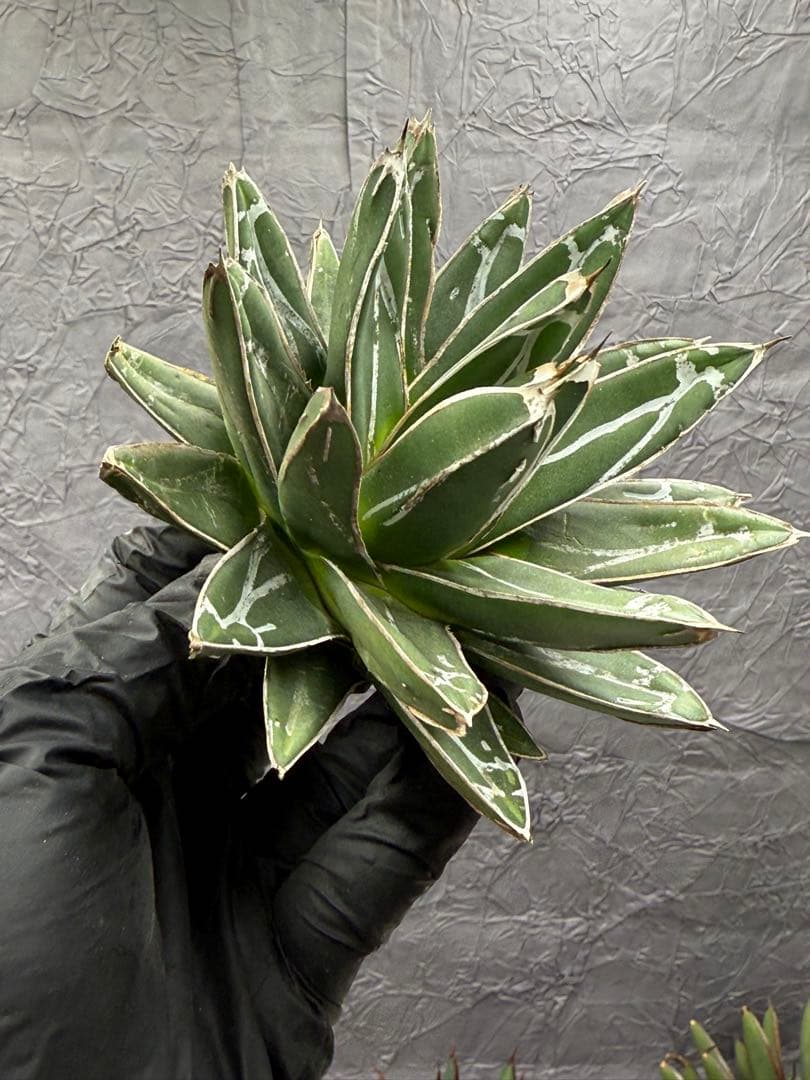 アガベ 笹ノ雪“サンキング” 大株 極上美株 - メルカリ