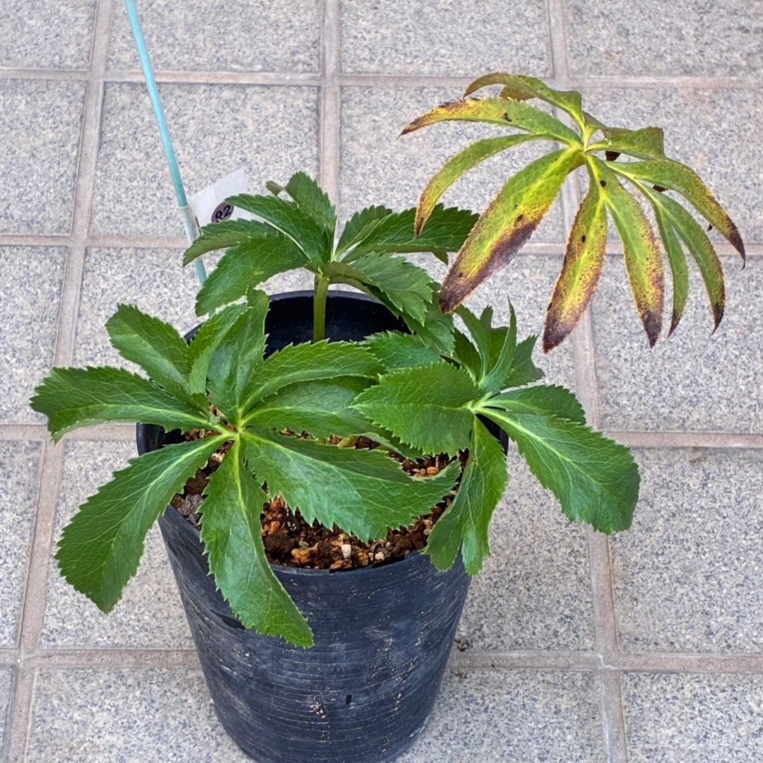 k*2様 ☘️超レア☘️根パンパン❤️しっかり元気株❤️92⭐️唯一無二【クッキ