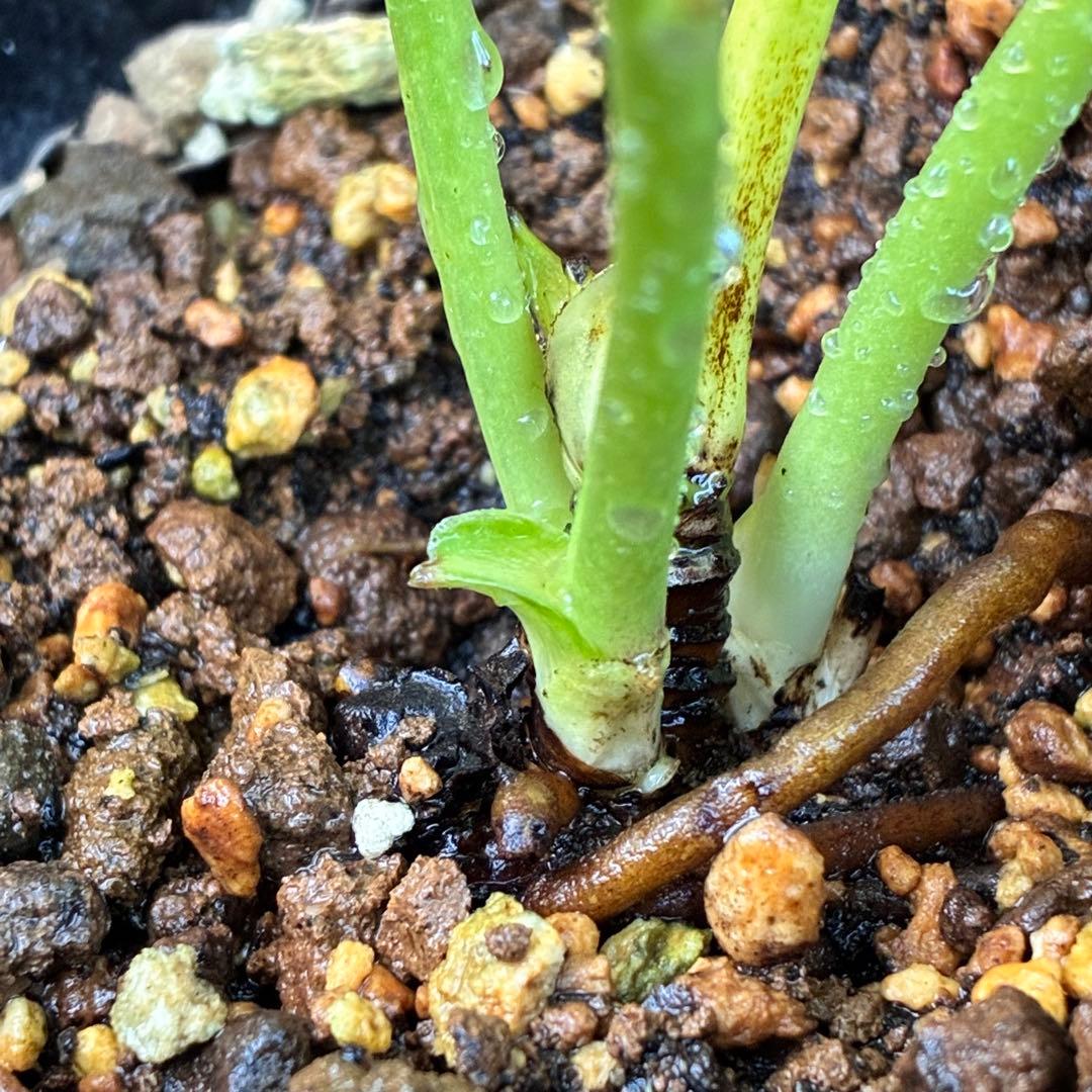 k*2様 ☘️超レア☘️根パンパン❤️しっかり元気株❤️92⭐️唯一無二【クッキ