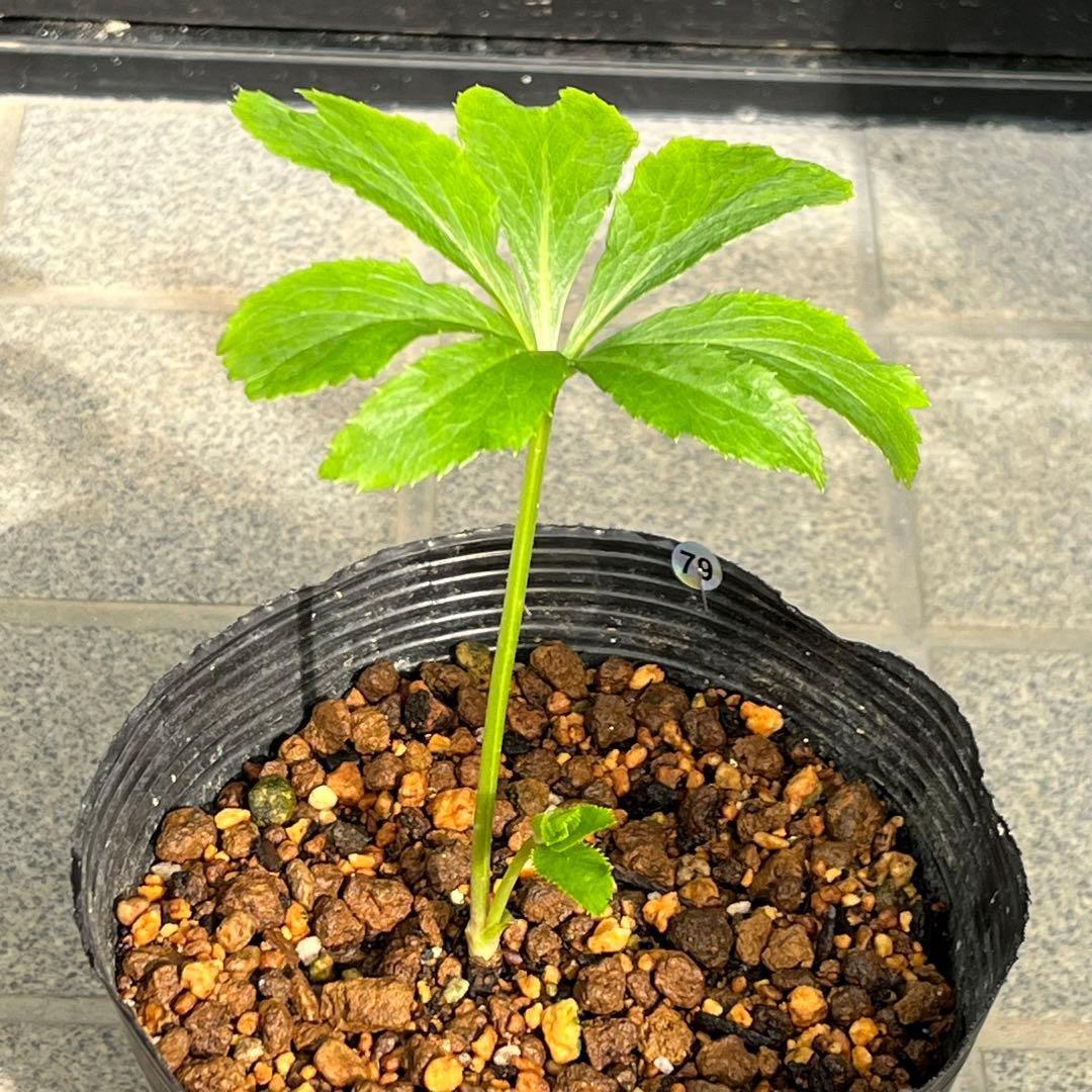 k*2様 ☘️超レア☘️根パンパン❤️しっかり元気株❤️92⭐️唯一無二【クッキ