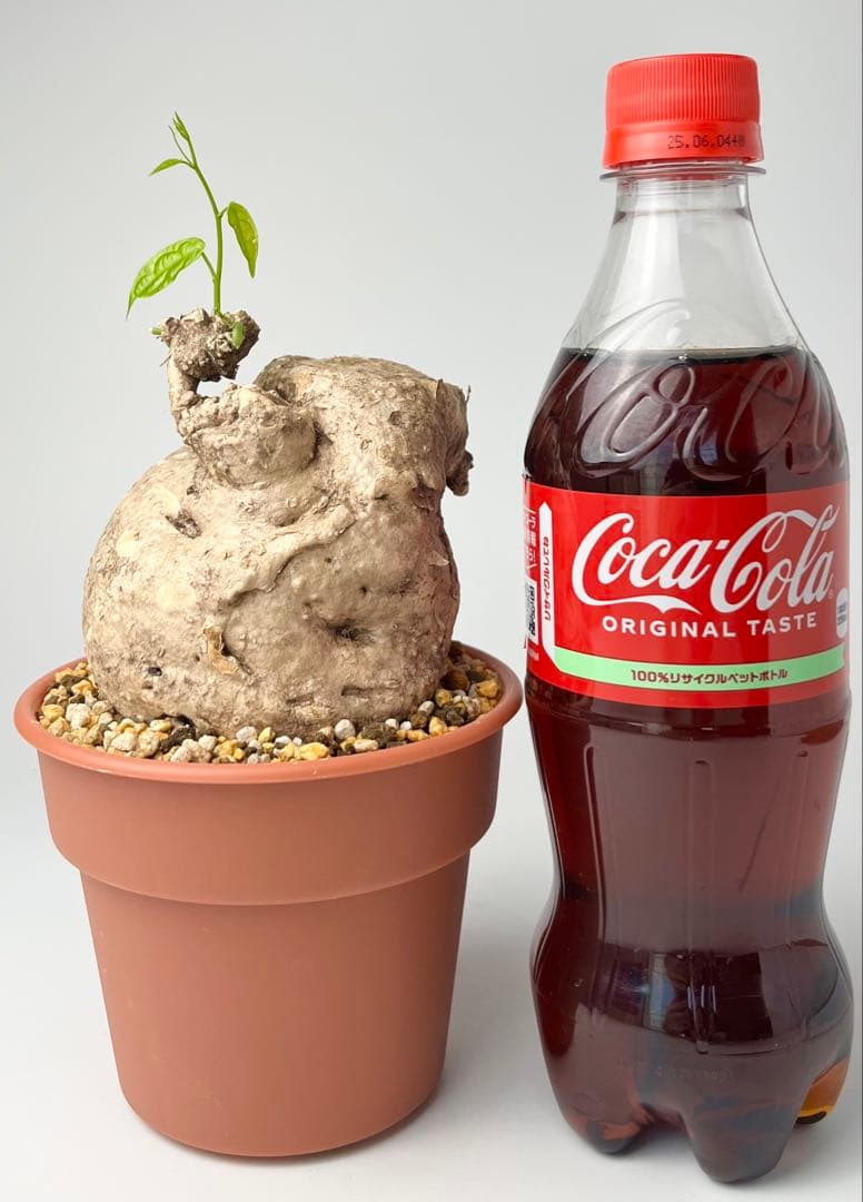 激レア/大株/塊根植物】アデニア ペナンギアナ 鉢植え - メルカリ