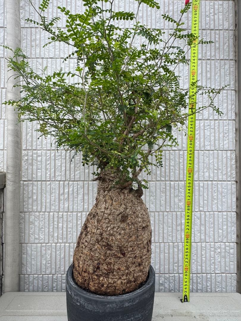 インボイス発行可 オペルクリカリア パキプス 幹幅18㎝ 発根済み 三州