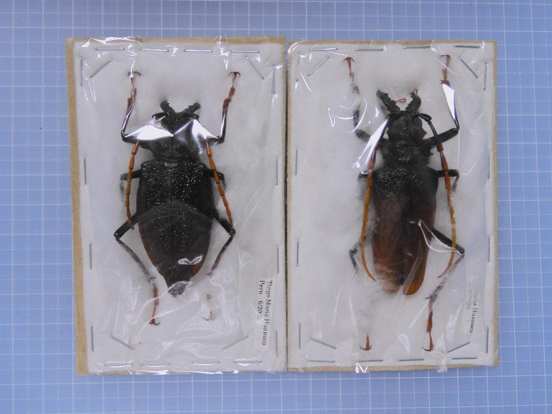 ペルー産　アントンルリオニカミキリ　67mm 56mm Lipari L Tote Bag Natural/Caramel - Helen Kaminski US