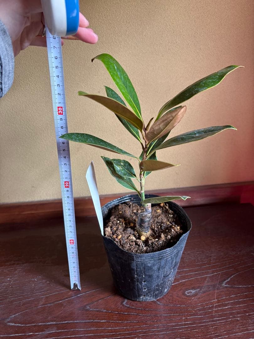 タイサンボク リトルジェム 接木 苗木