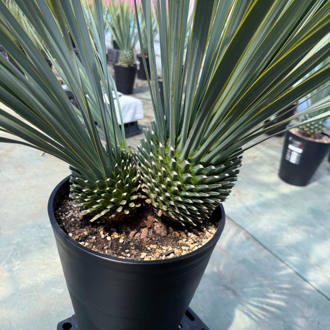 AL920】ユッカ ロストラータ トリプルヘッド - メルカリ