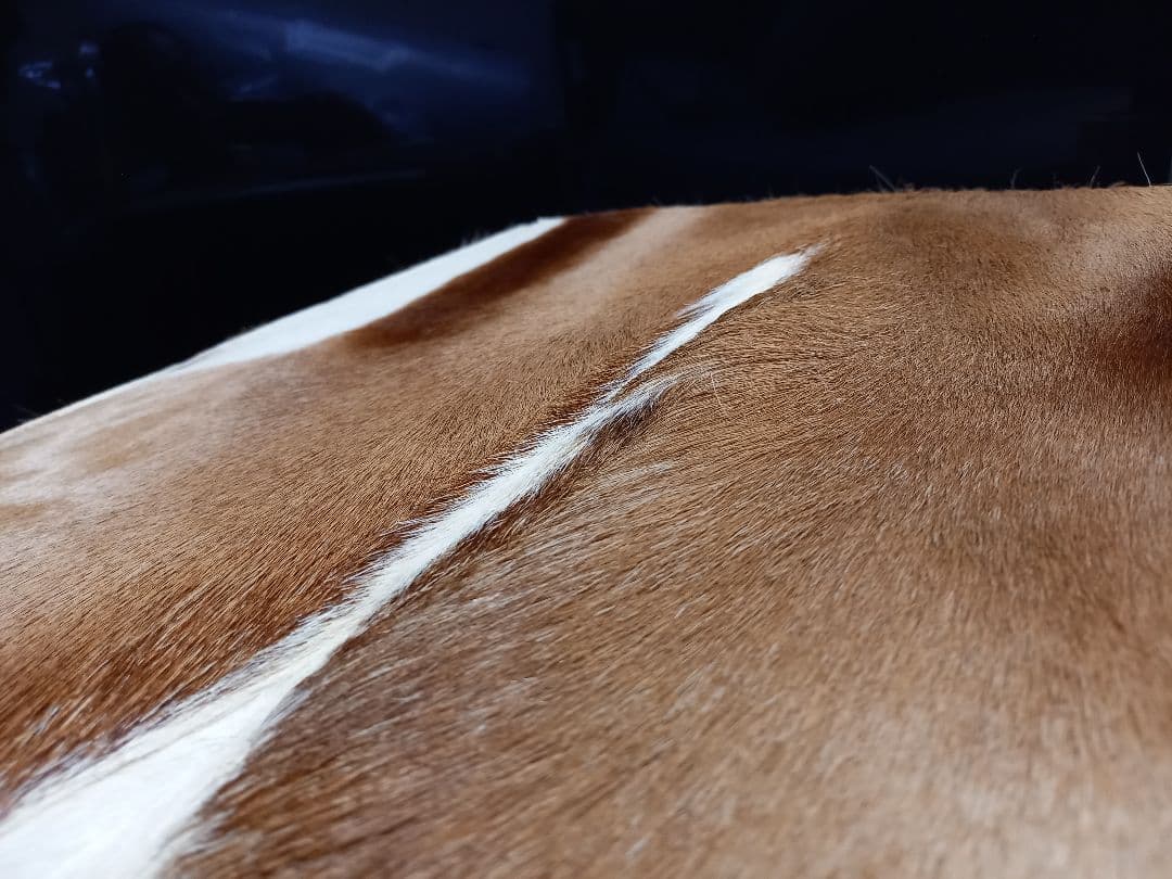 希少 メゾン テルガス フランス製 ガゼル 毛皮 スツール ボックス