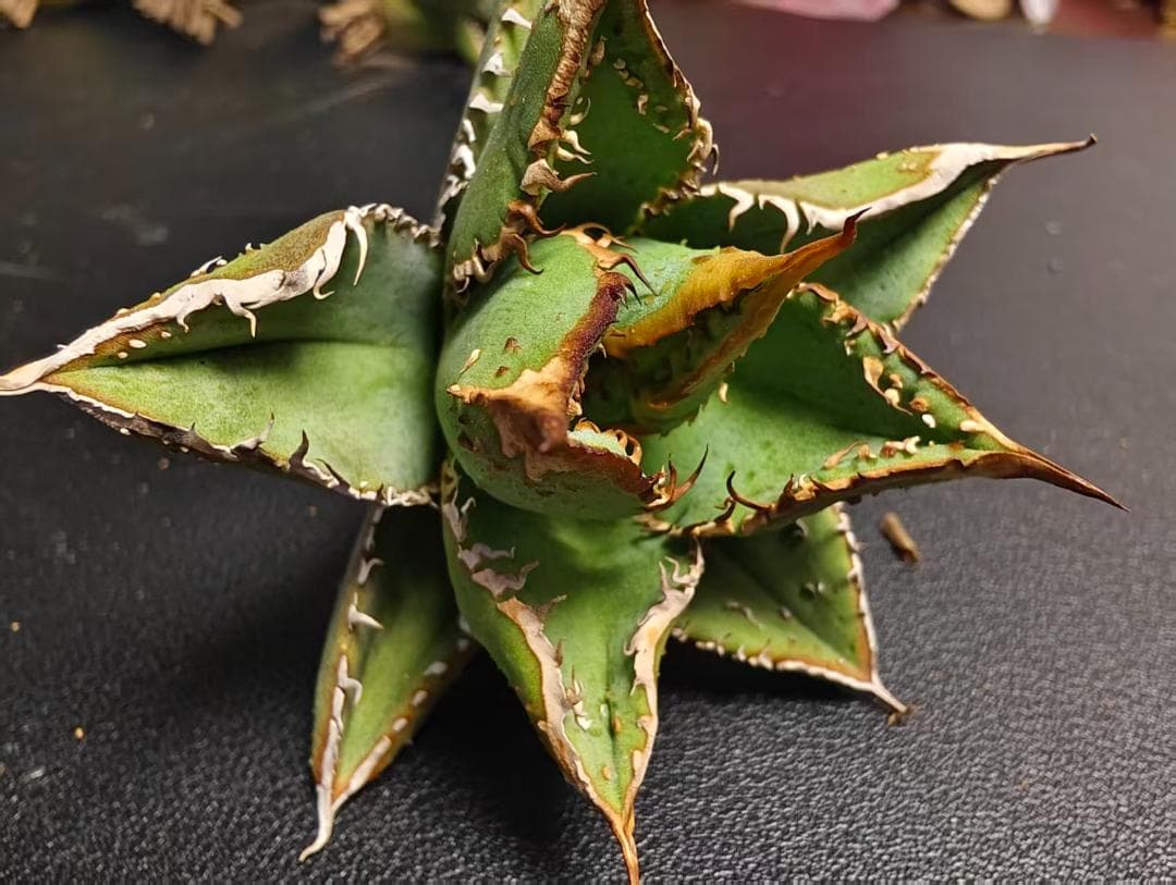 獣*様 アガベ チタノタ 麻花龍 極上強棘 特選美株 ブツブツ コレクシ Liz