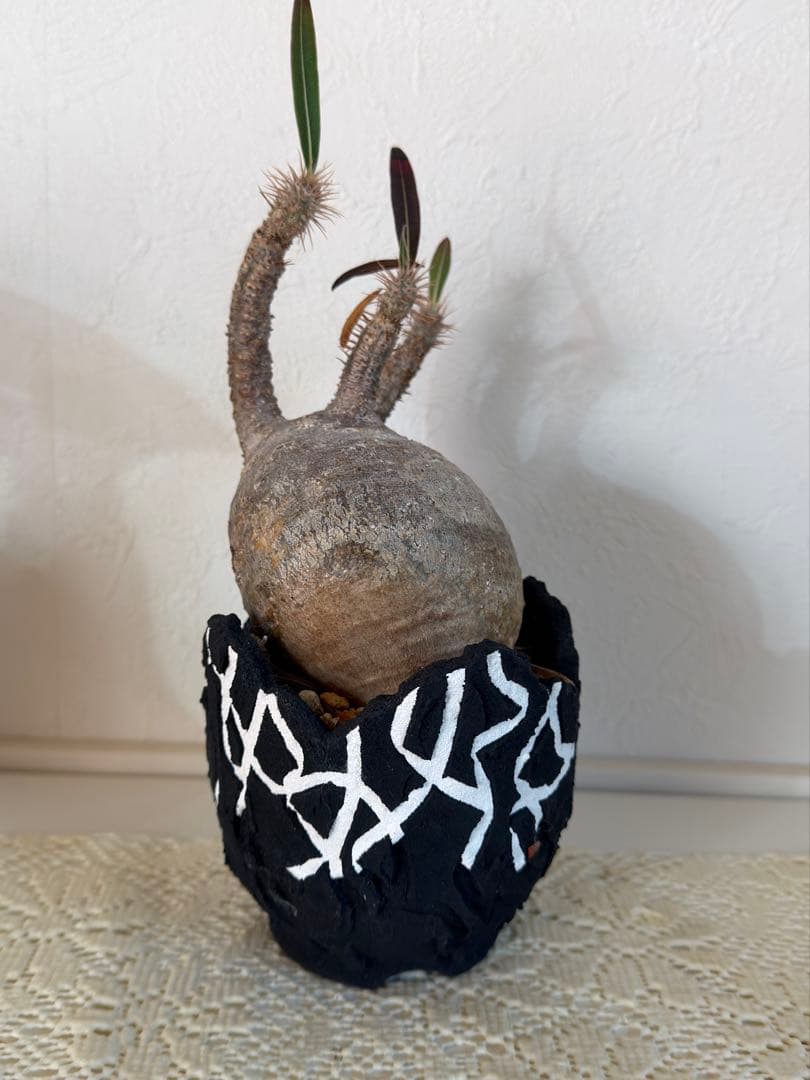 グラキリス　鉢付き 現地球・発根済】パキポディウム グラキリス 鉢付き 塊根植物