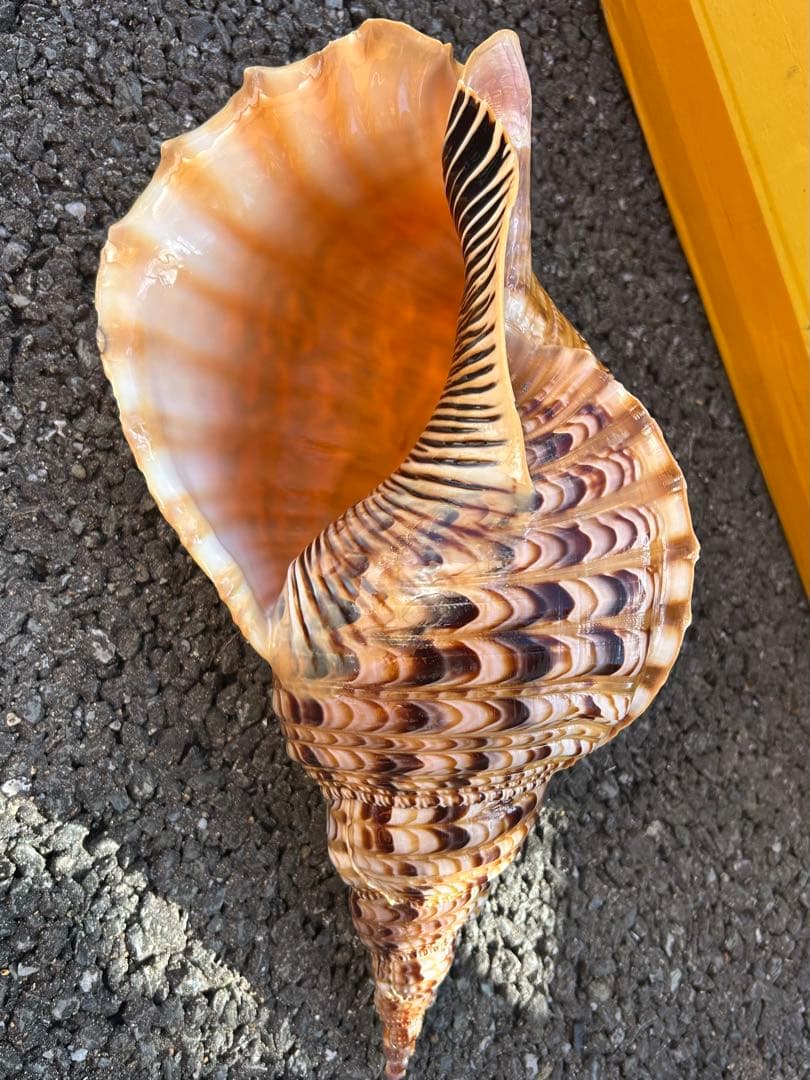 特大 39.7cm 法螺貝　蓋付