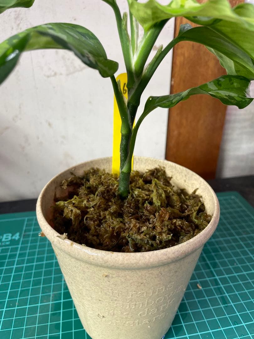 ☆ アグラオネマ アンダマン諸島 ポートブレア 北部地域　出射便 　黄6 ☆