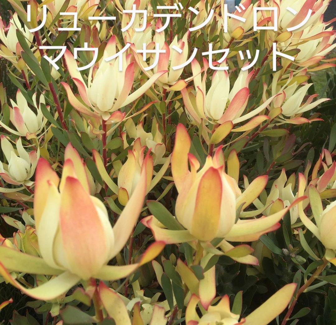 リューカデンドロン マウイサンセット（バンクシア、プロテア