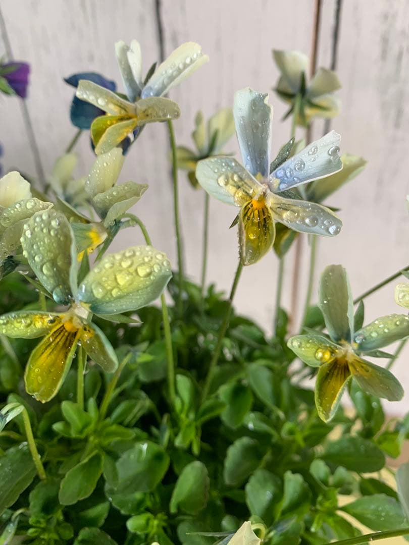 M*I様 パルプンテ 1苗 すみれ図鑑 1苗 shuta's selection - メルカリ