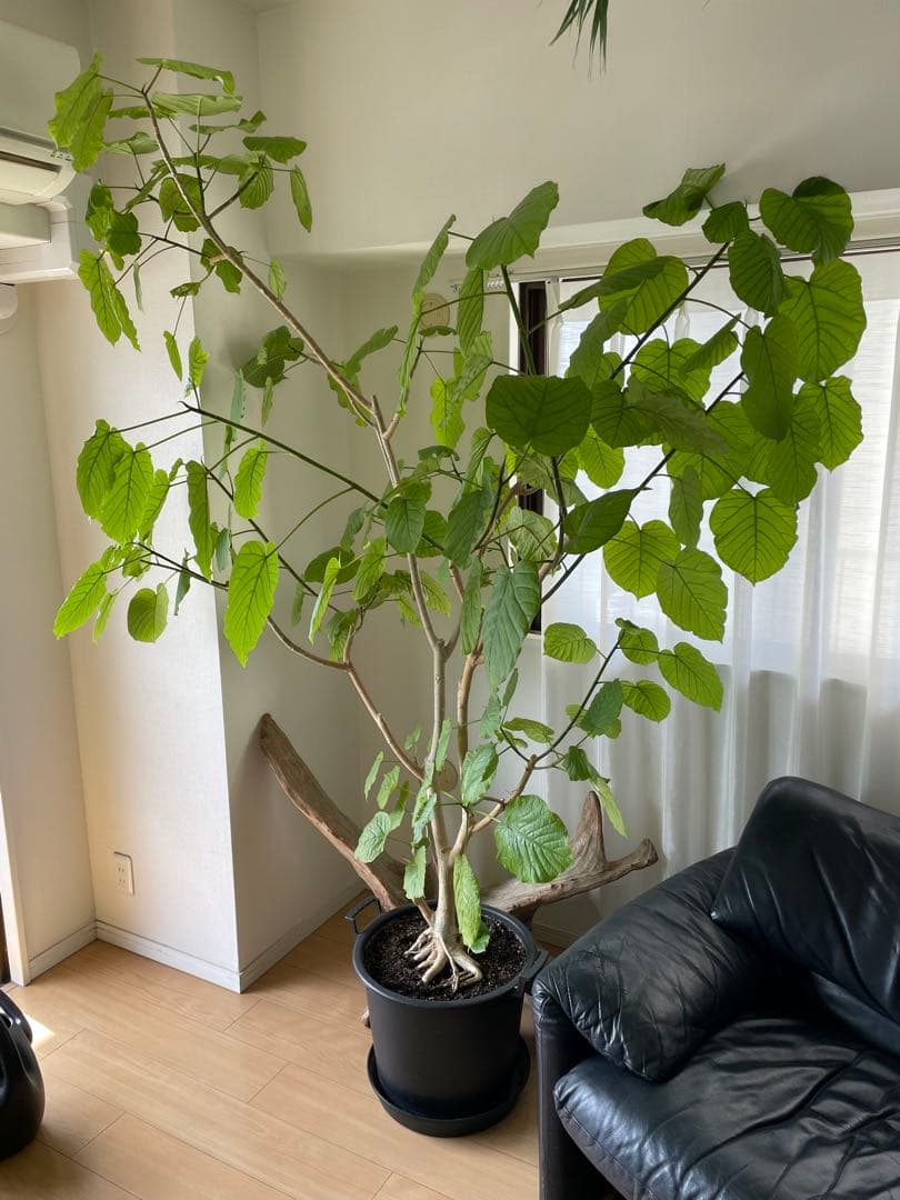 引き取り優先・配達要相談】フィカス・ウンベラータ 特大 高さ：約200cm