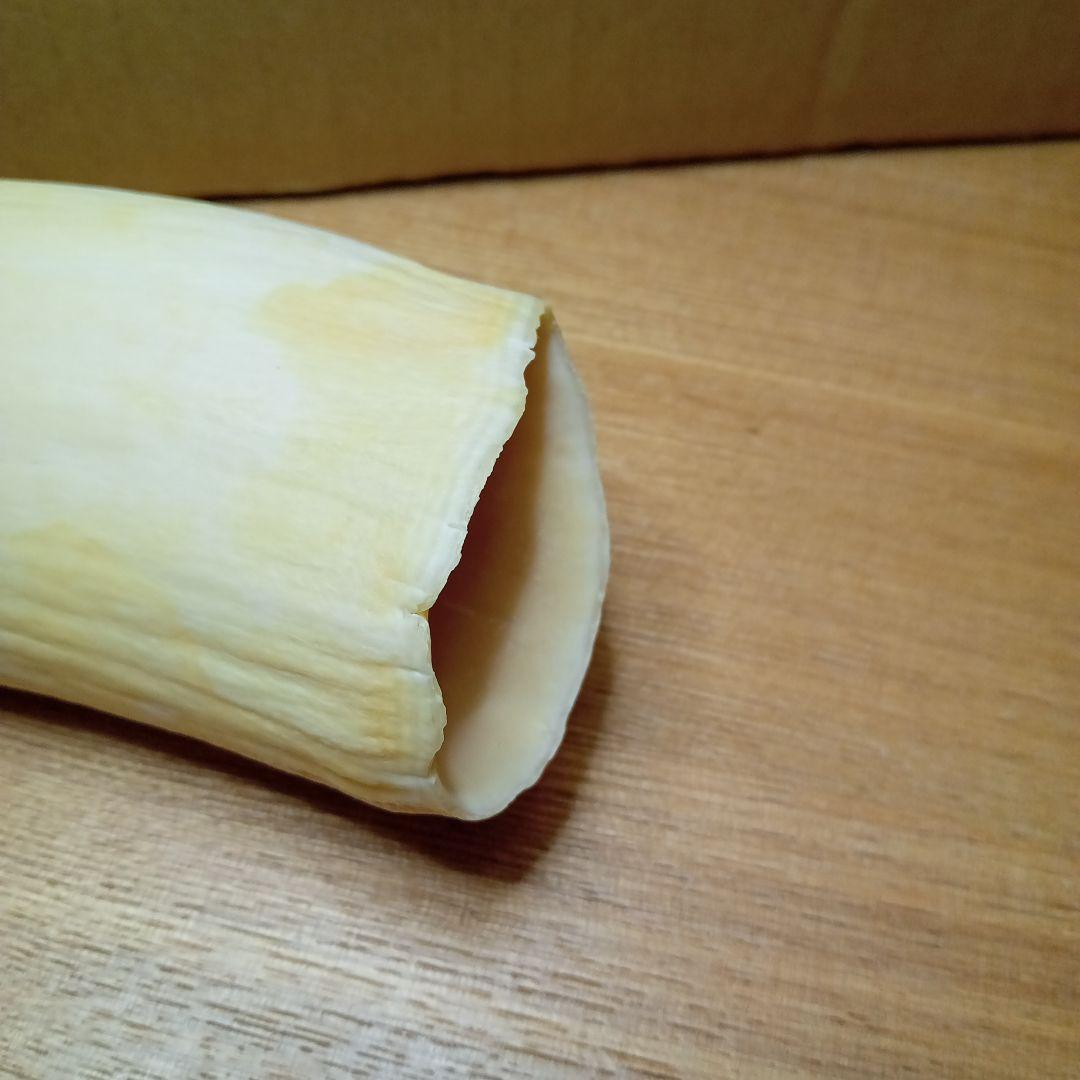 鯨歯 マッコウクジラ 牙玉 ルース 約22.5㎜ 片穴3㎜ 鯨歯